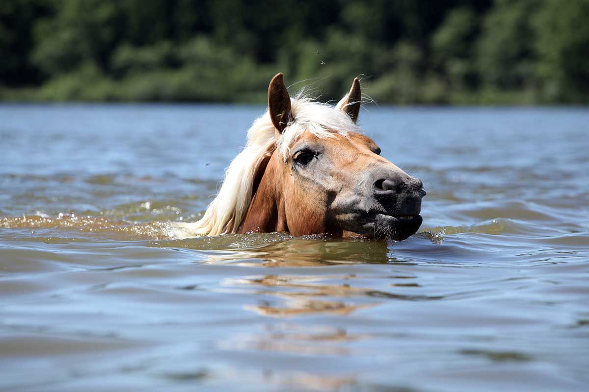 horses can swim naturally. Here a palomino horse swims in a body of water with his head just above the water.