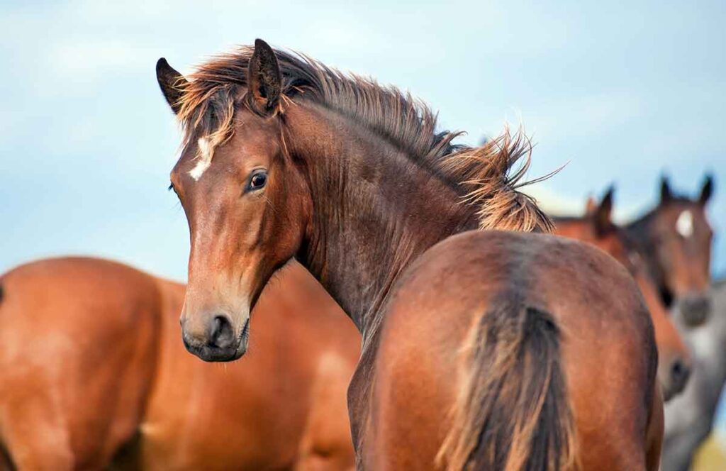 when it comes to feeding young horses, a balanced diet, steady growth, and lots of turnout on pasture are key.