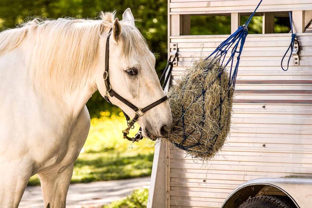 a gray horse eats hay out of a hay net tied to the side of a horse trailer