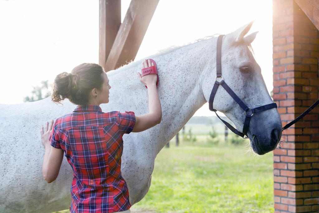 a woman curries her gray horse's neck