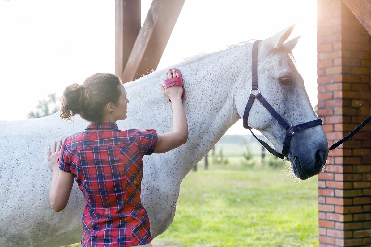 a woman curries her gray horse's neck