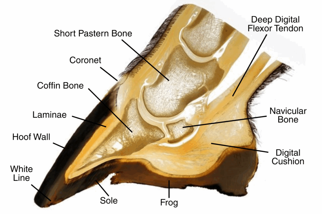 Horse Hoof Anatomy The Difference Between Laminitis And Founder Horse Hoof Anatomy The Difference Between Laminitis And Founder