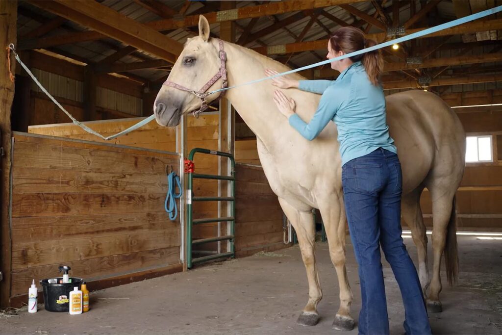 a woman in a blue shirt rubs liniment onto her horse's body to treat muscle soreness in horses