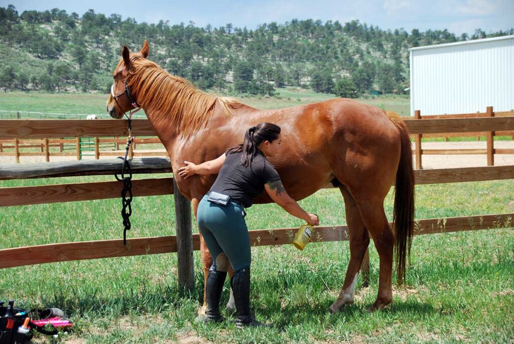 a woman in english riding attire is desensitizing a horse to fly spray while he's tied to a fenceline
