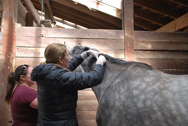 an equine veterinarian is at a barn microchipping horses for identification