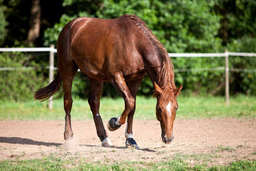 why does my horse paw? A chestnut horse paws at the ground in a sunny paddock.