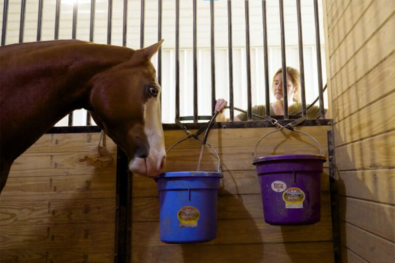 filling a paint horse's water bucket in his stall as part of a day in the life of horse care