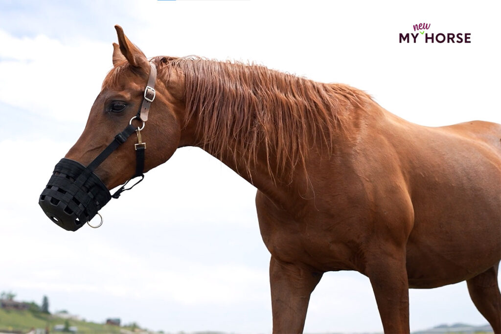 a chestnut horse wears a grazing muzzle while turned out in a big field of grass