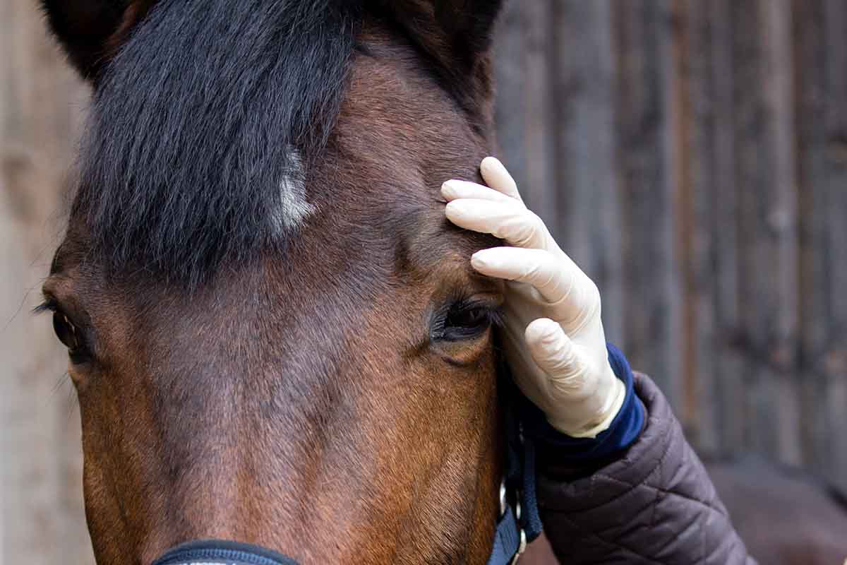 how to check horse eyesight as a veterinarian assesses a bay horse's left eye with gloved hands.