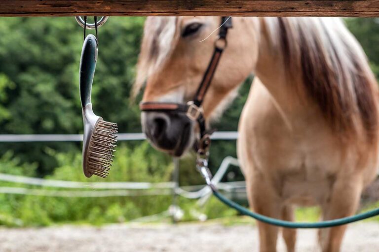 a buckskin horse tied to a hitching post with a mane and tail brush hanging nearby