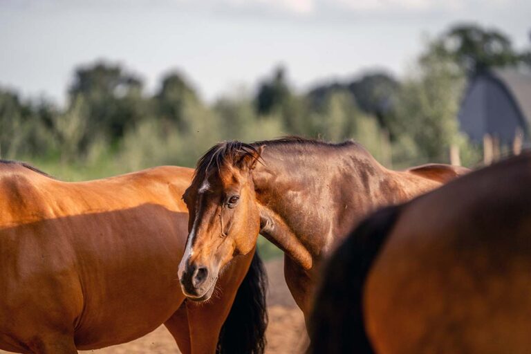 a bay horse surrounded by other horses pins his ears and looks aggressive