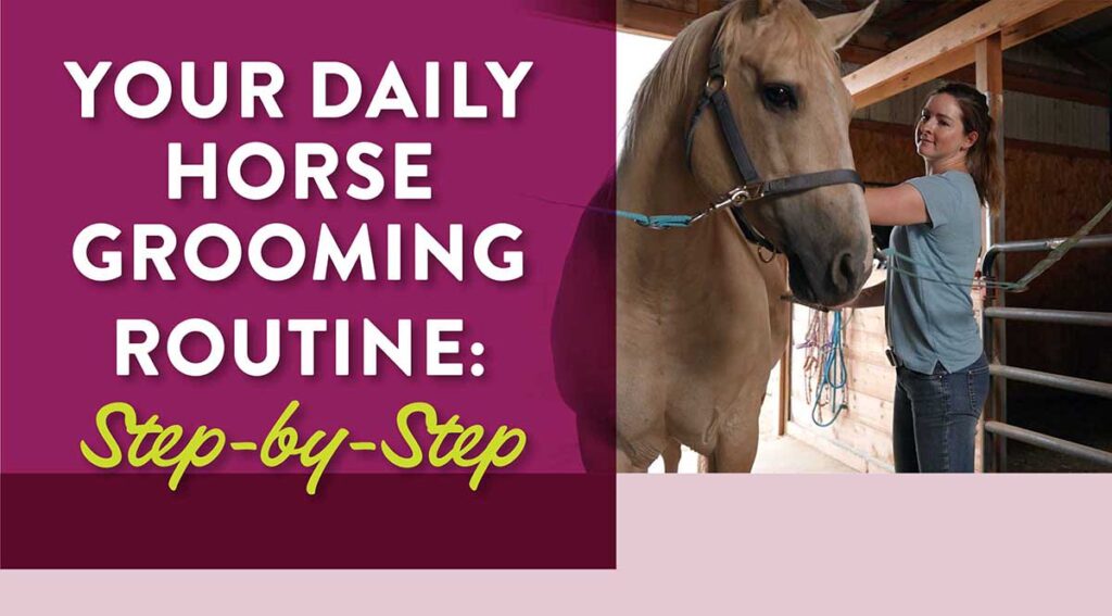 daily horse grooming routine infographic lead image