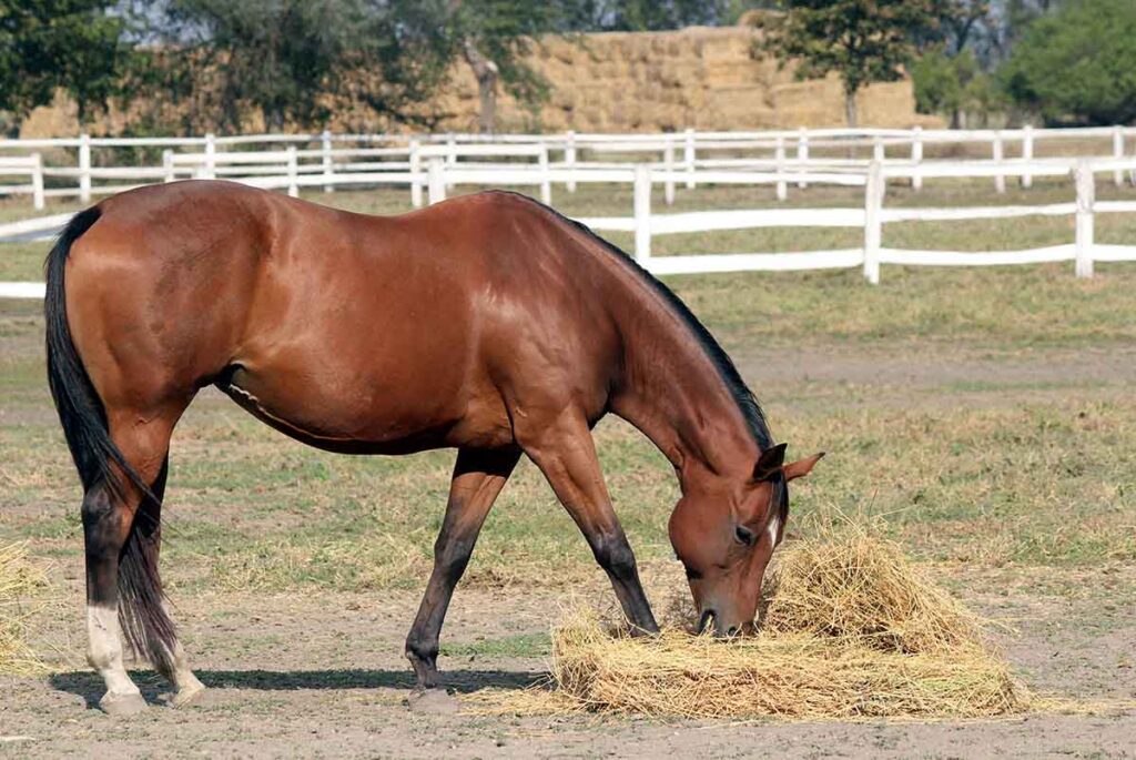 A bay horse eating hay in an overgrazed, drought-stressed field needs horse pasture alternatives