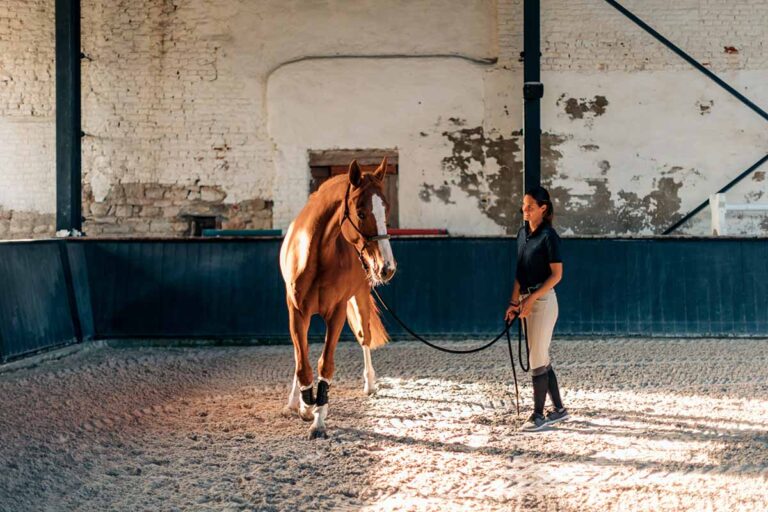 the best age to start a horse under saddle depends on his development, health, and temperament