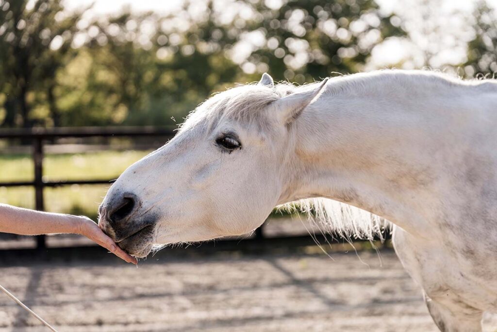 A person using treats to train horses holds her hand out for a pretty gray horse