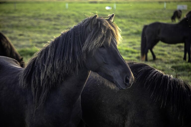 The sunbleached horse coat and mane of a black Icelandic Horse in a field