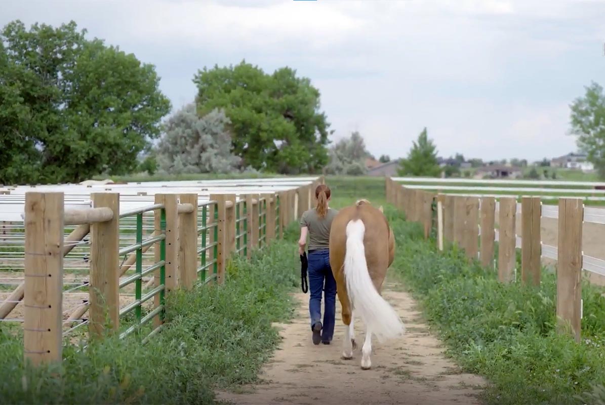 a woman leading a palomino horse away from the camera between two paddocks