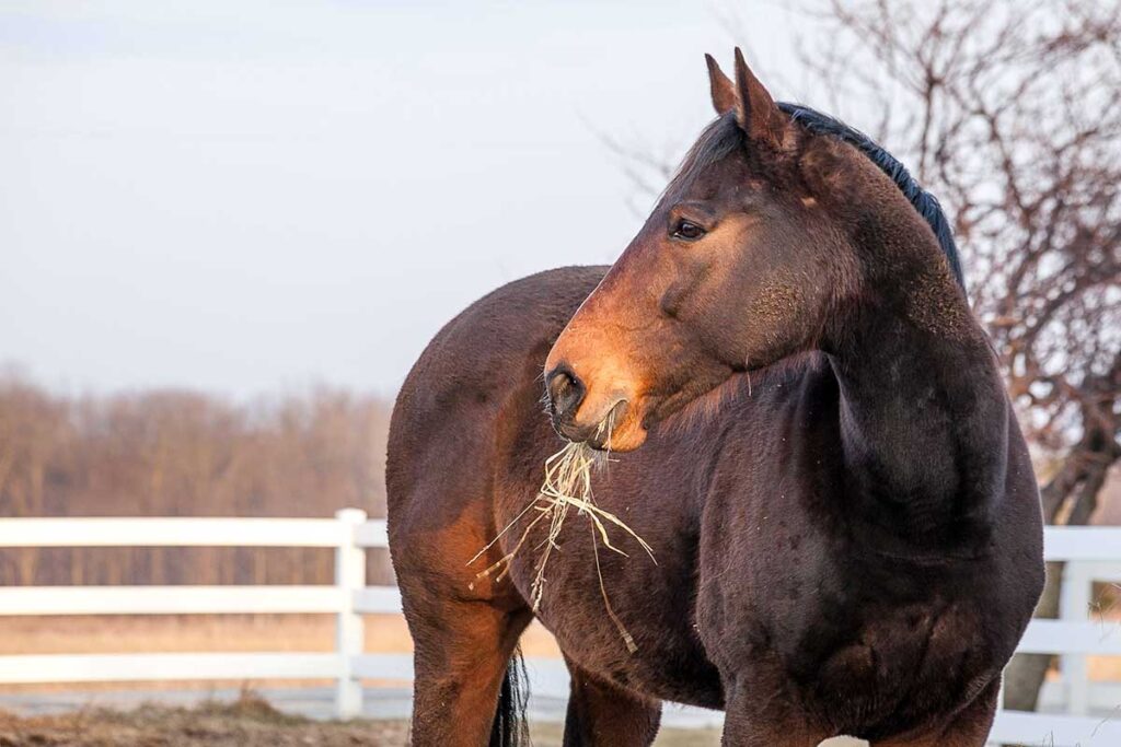 a bay Thoroughbred chews hay in the winter in his paddock