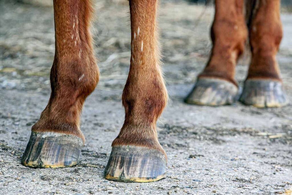 close up image of a chestnut horse's four feet with minor hoof cracks in the front feet.