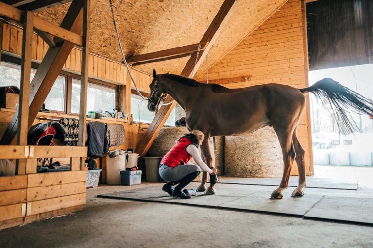 behavioral signs of pain in horses might include nipping when you tighten the girth or tail swishing while grooming or tacking, as seen with this chestnut horse in cross-ties having boots put on his legs by a female equestrian.