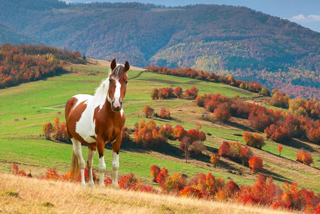a pretty brown and white paint horse stands in a field on a hillside in autumn, with the changing leaves on the trees in the background.