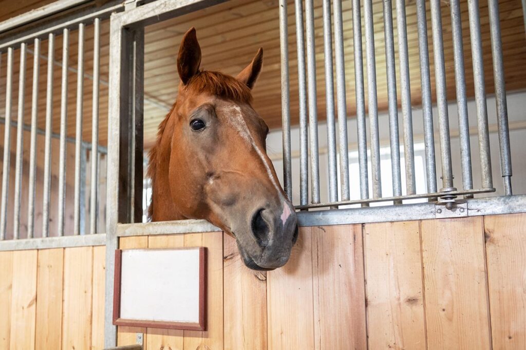 a chestnut horse in a barn with a horse stall card on the front of the stall