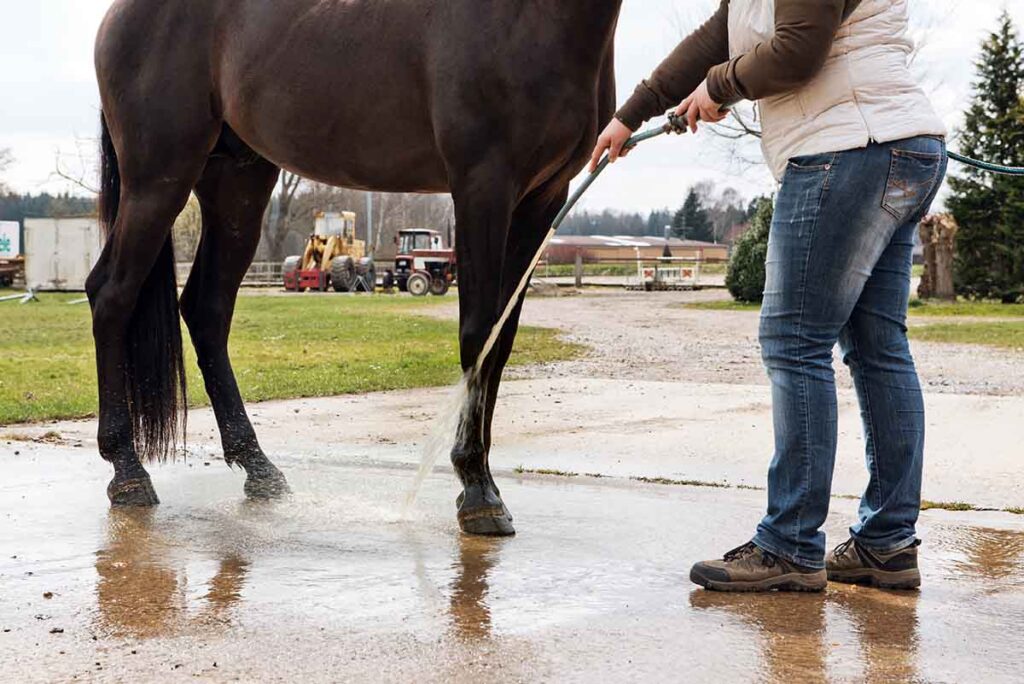 cold hosing a bay horse's lower front leg because it's swollen