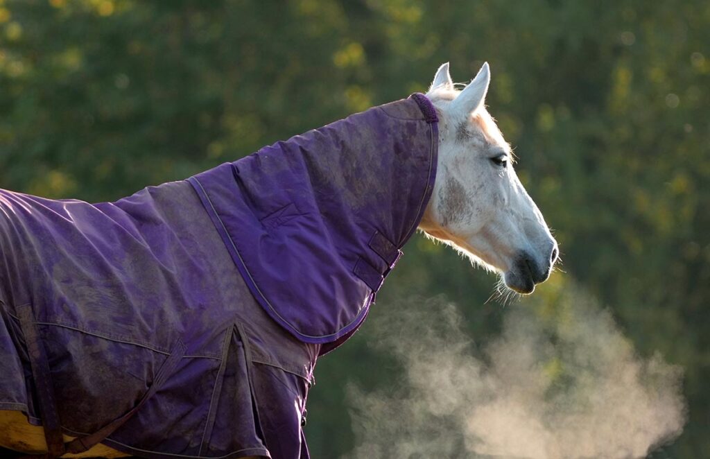 some horse owners wonder How Do I Keep My Horse Warm in Winter? Providing extra hay, movement, and blankets, like this gray horse wearing a blue rug, can help.