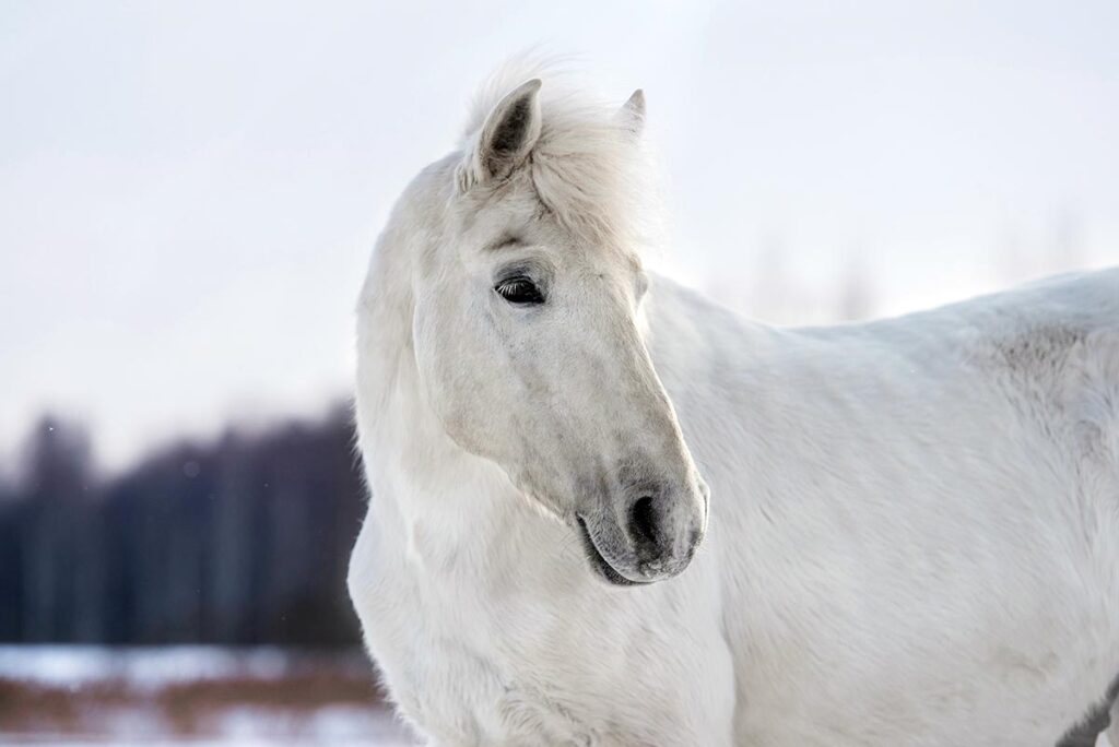 managing arthritic horses in winter includes giving them as much turnout as possible, such as this older gray horse in a paddock