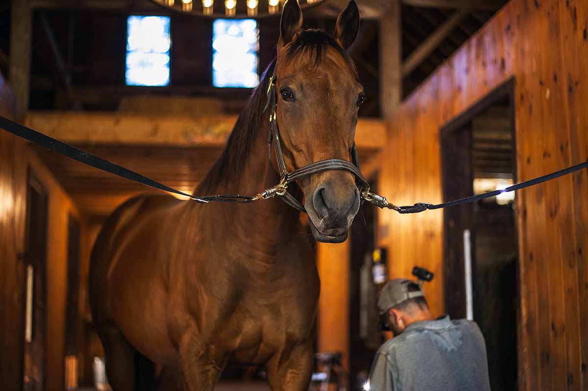 How to Teach a Horse to Stand for the Farrier calmly like this bay thoroughbred