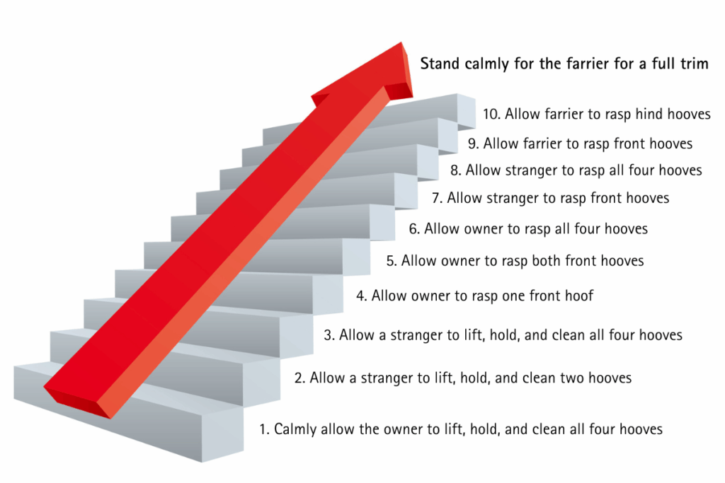 a stair step style graphic showing how to shape a horse's behavior
