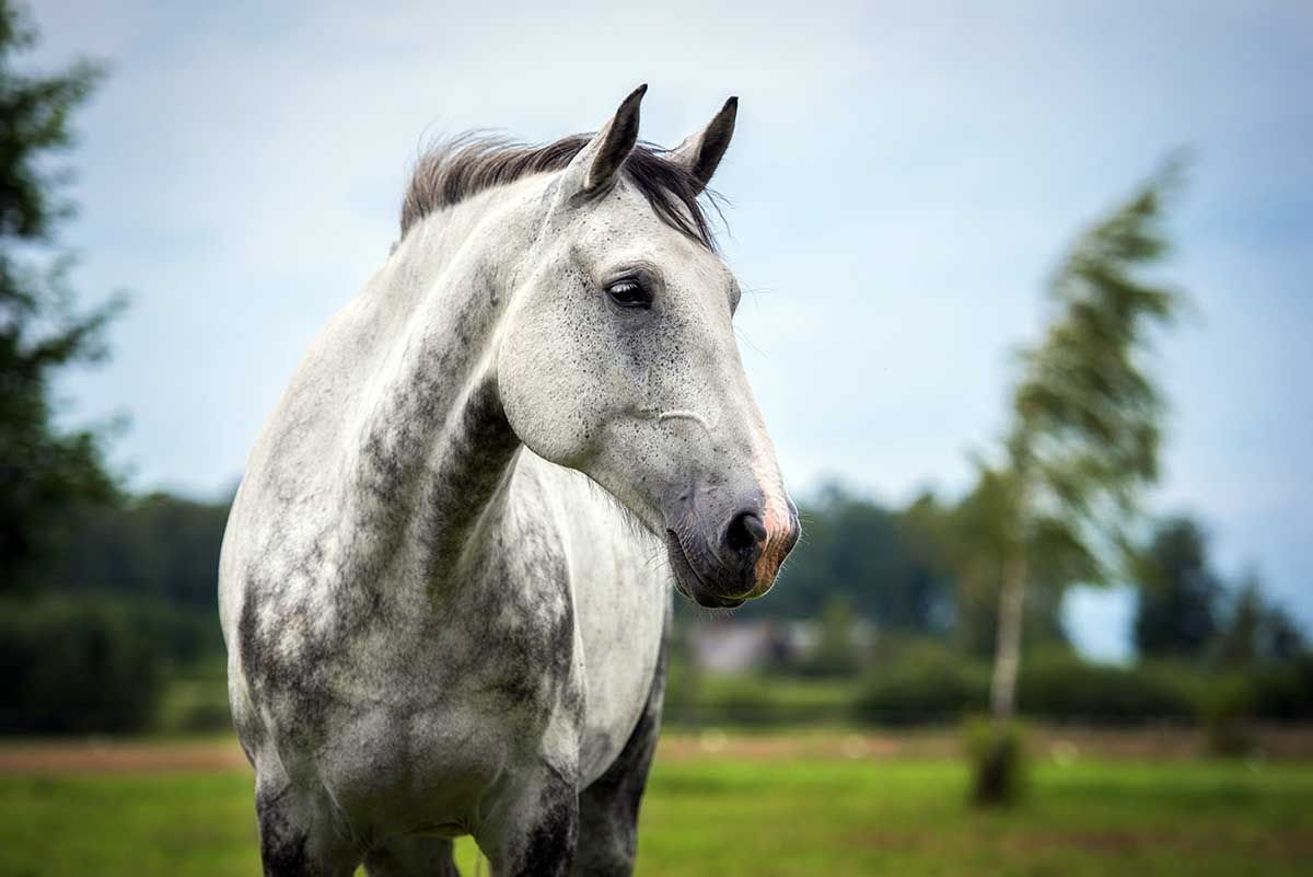 a pretty dapple gray horse in a field
