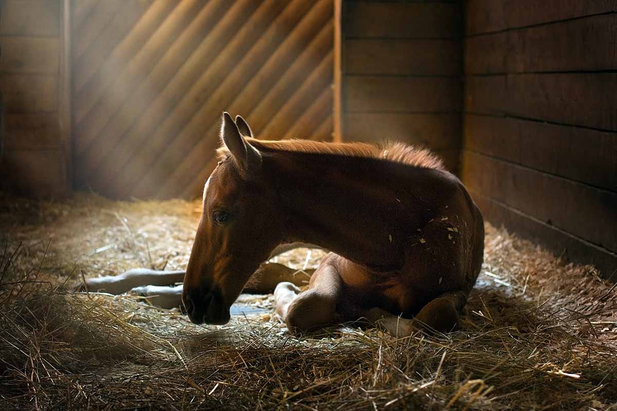 a chestnut foal lies down in a stall filled with straw and rays of sunlight. Horse cast in stall.
