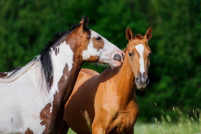 a paint horse and a chestnut horse nuzzle each other in the pasture