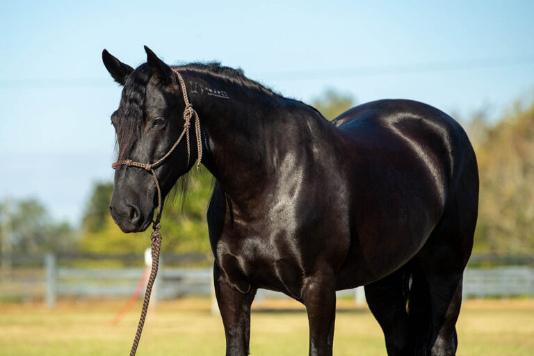 a shiny black quarter horse