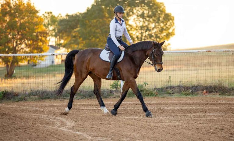 Learn how to get a horse back in shape after winter with smart conditioning strategies that support soundness, fitness, and long-term health. 
