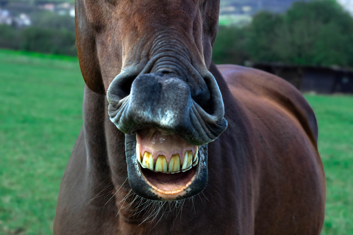 Learn how to age a horse by its teeth, like this smiling bay gelding