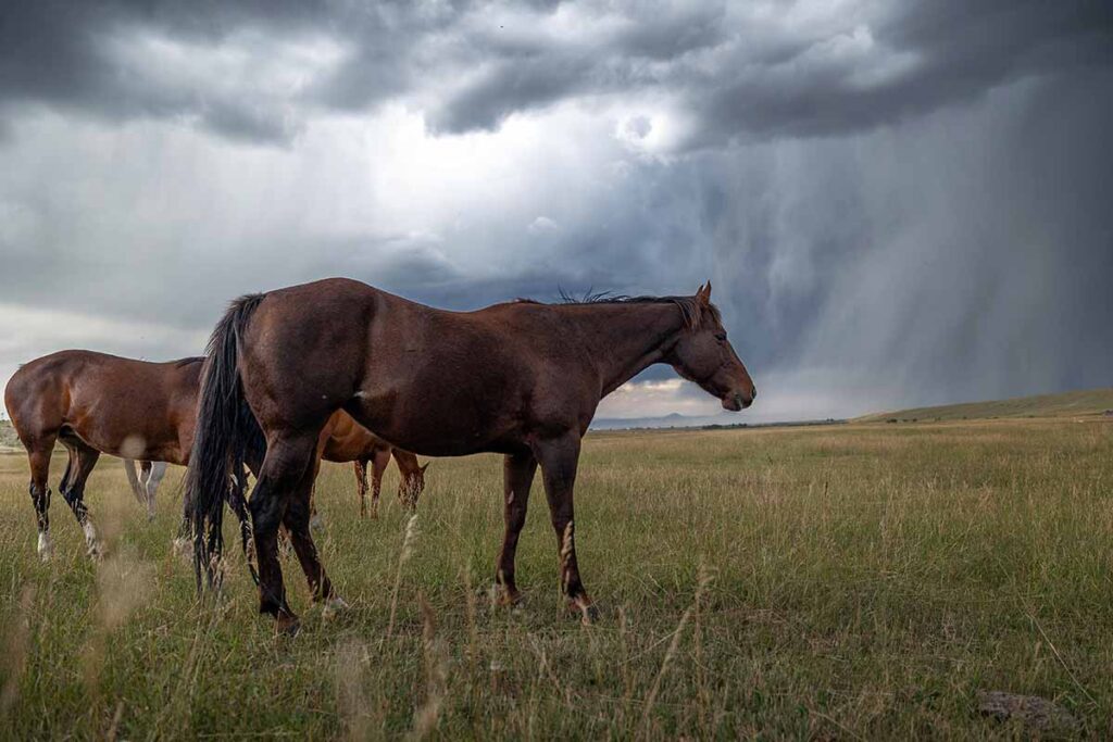 how to keep horses safe in severe weather. A group of ranch horses stands in a field with a thunderstorm developing in the distance.