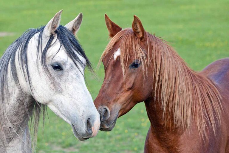 companionship is key to a horse's mental well-being. Two gray and chestnut Arabian horses touch noses in a field.