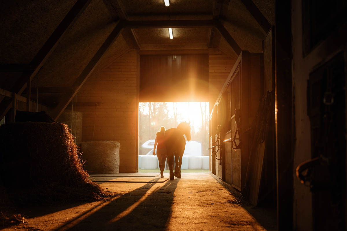 early morning at the barn, a rider leads her horse out of the barn silhouetted by the sun
