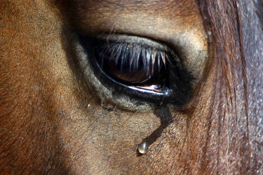 horse eye discharge, weepy horse eye, tear running down horse face