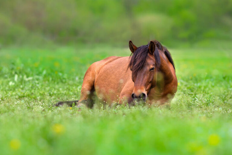 how much sleep do horses need? A bay horse lying down naps in the pasture.