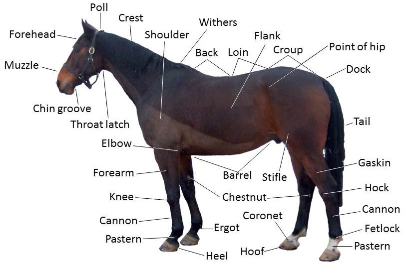 a labeled illustration of basic equine anatomy terms