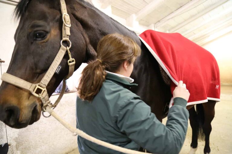 A woman puts a red cooler on a horse to help him cool down properly after exercise in winter.