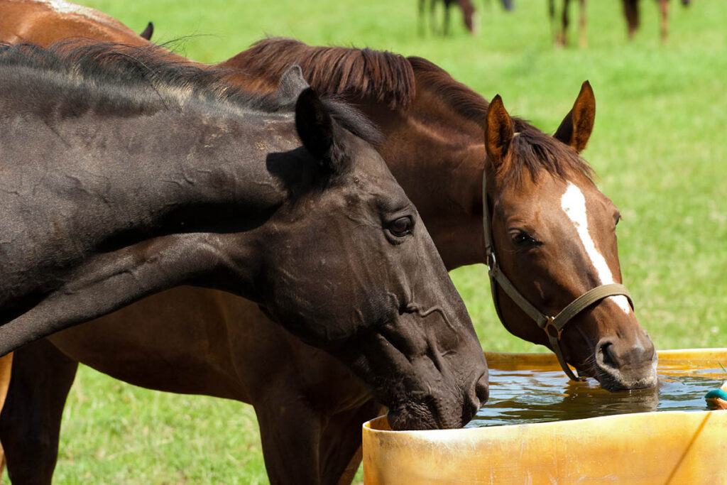 how much water does a horse need each day? A bay and chestnut horse drink out of a water trough in a field.