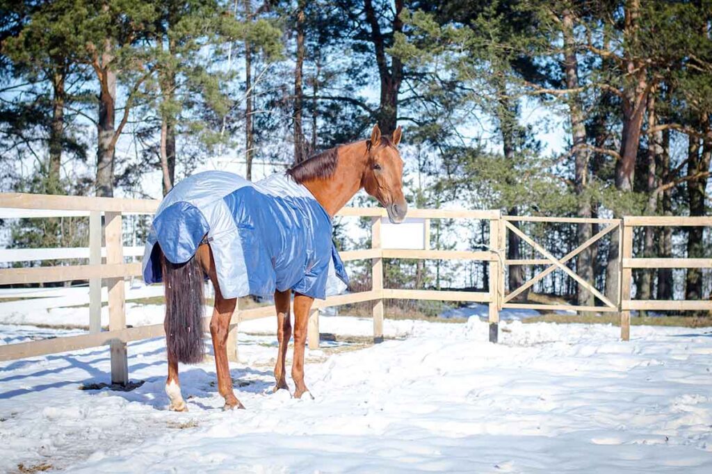 chestnut horse wearing a blue blanket in a snowy paddock for an article about when to worry about winter weight loss in horses.