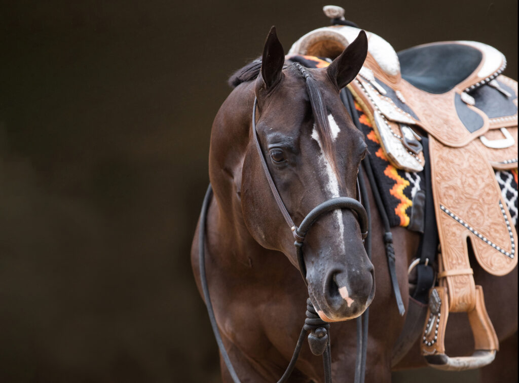 A pretty bay horse in Western tack against a dark background