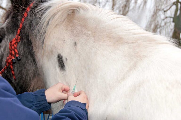 needles, injections, and vaccinations can trigger fear responses in horses