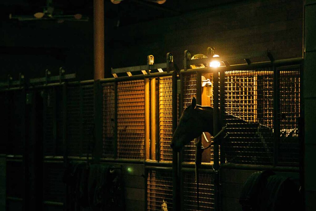 can horses see at night? A horse stands in a stall at night with his head over the stall door.