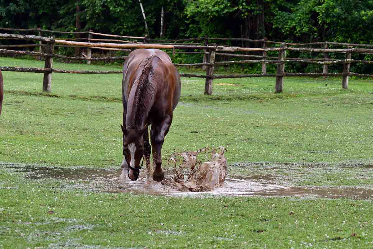 a chestnut horse paws and plays in a puddle in a spring field